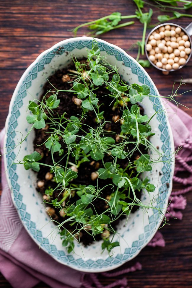 odla ärtskott hemma