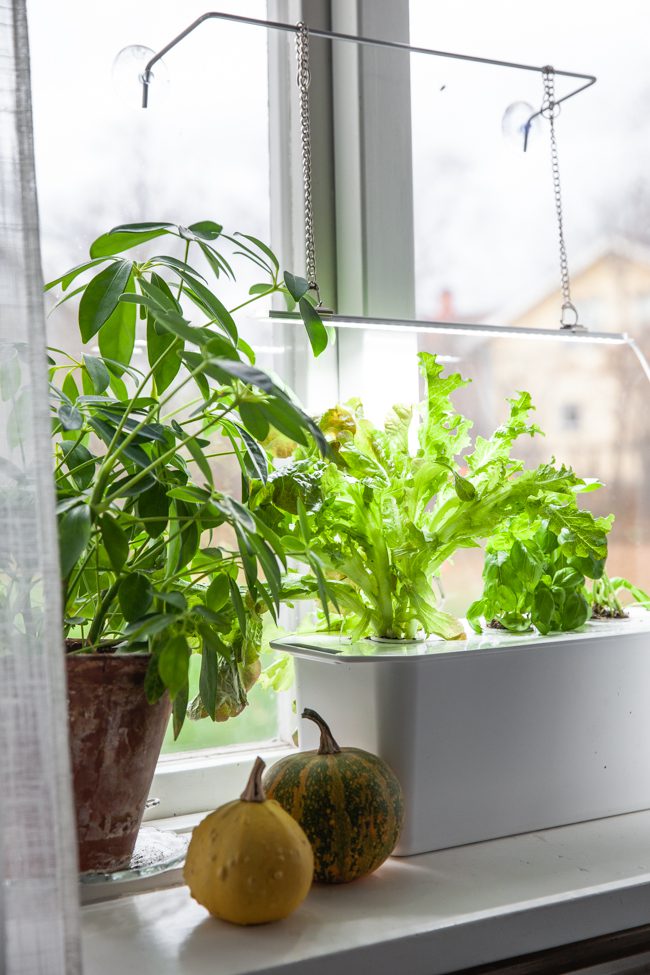 nelson garden, hydroponisk odling